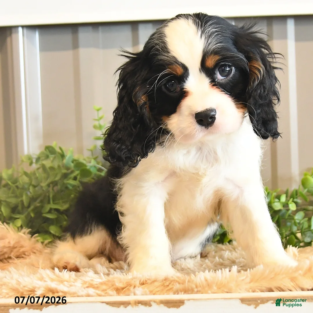 Cavalier King Charles Spaniel dogs for sale: Keller - Ad 2