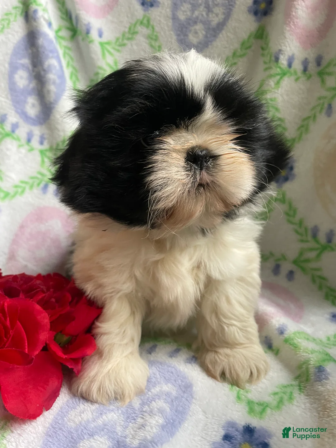 Shih Tzu dogs for sale: Frankie - Ad 1