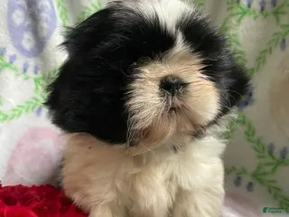 Shih Tzu dogs Frankie - Ad 42