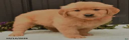 Golden Retriever dogs for sale: Blake - Ad 4