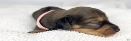Miniature Dachshund dogs for sale: Cherry - Ad 3
