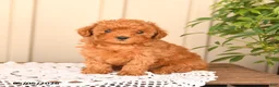 Toy Poodle dogs for sale: Twinkle - Ad 4