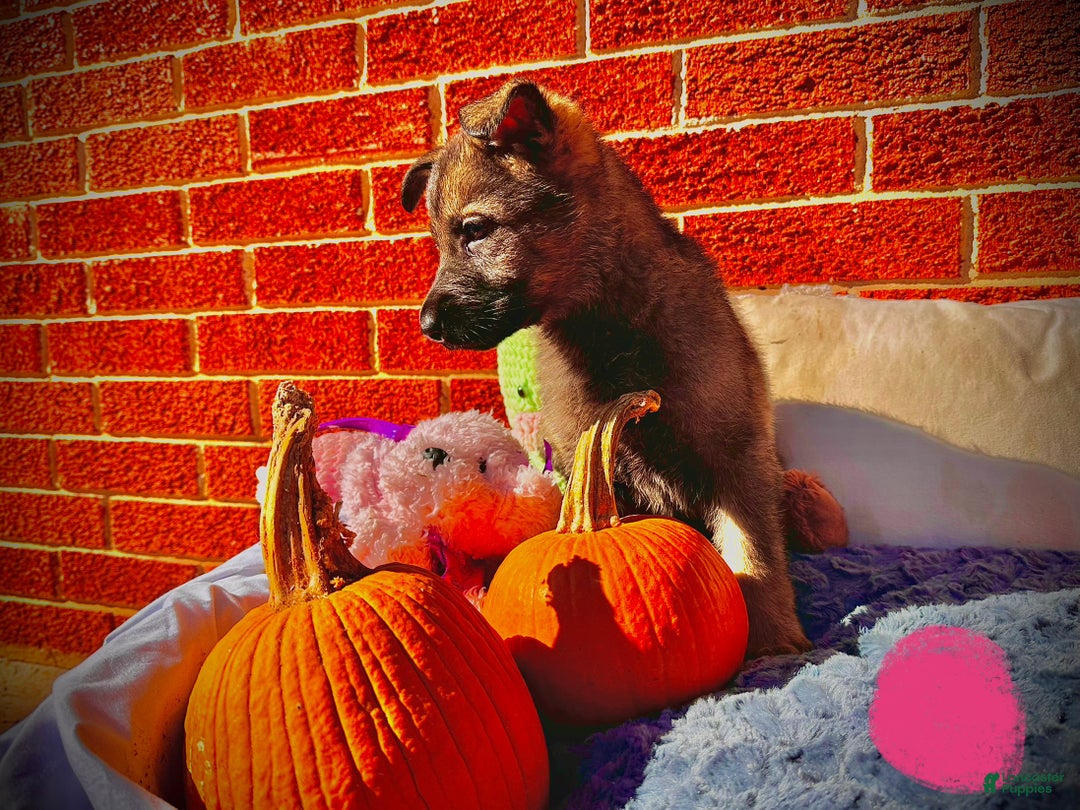 German Shepherd dogs for sale: ZARA - Ad 3