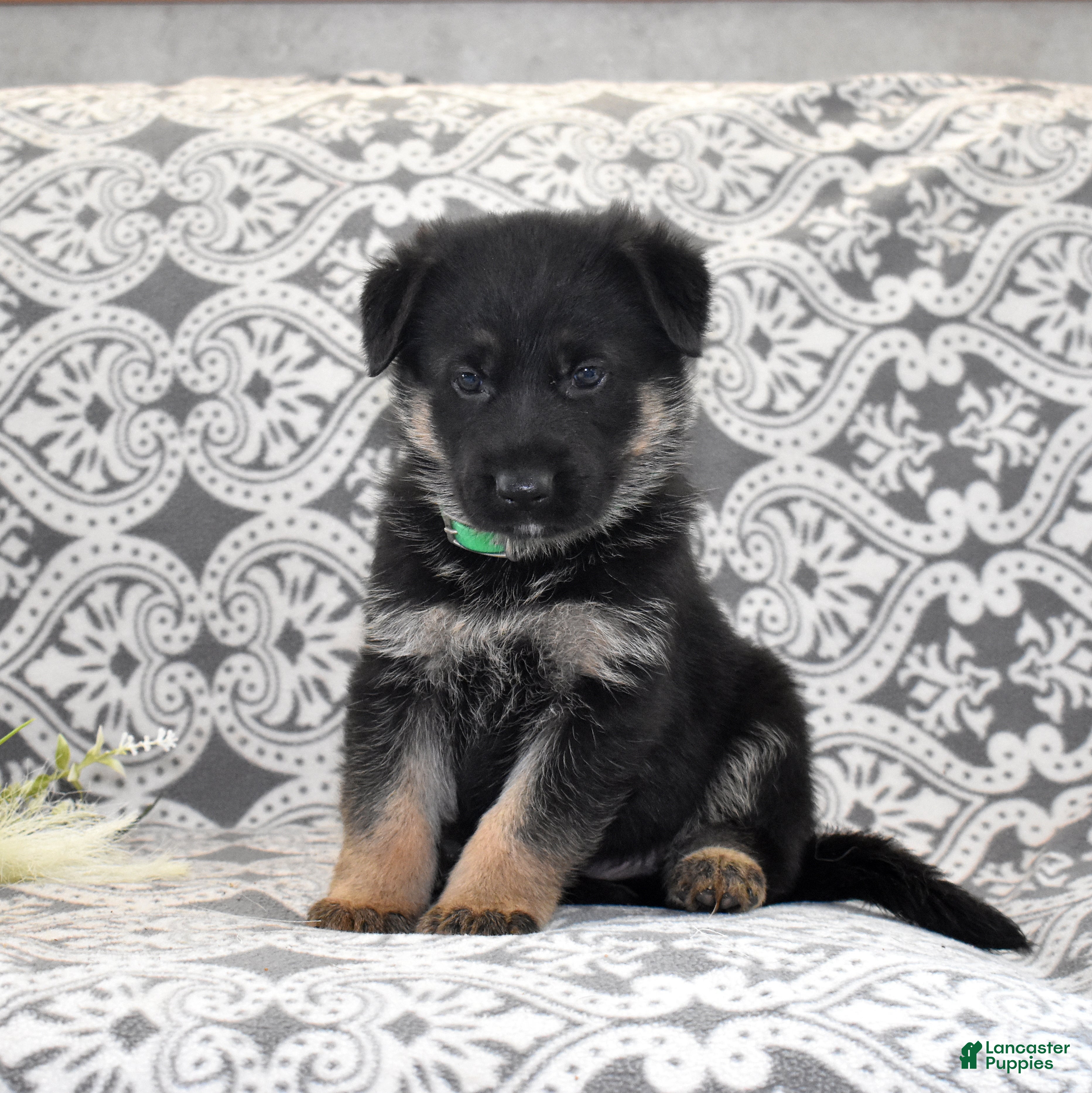 German Shepherd dogs Thor - Ad 1