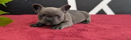 French Bulldog dogs for sale: Xander - Ad 3