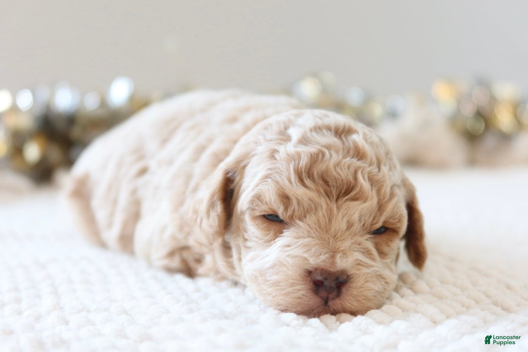 Toy Poodle dogs for sale: Jolly - Ad 8