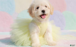 Maltipoo dogs for sale: GIRL - Image 4