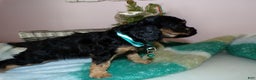 Cocker Spaniel dogs for sale: Cocker Spaniel Puppy 5 Molly - Ad 3