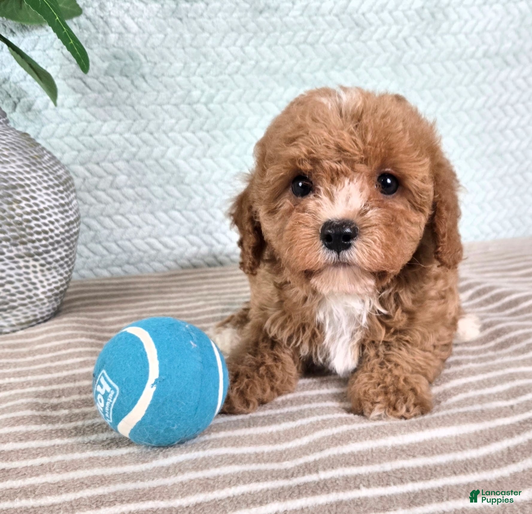 Cavapoo dogs Chestnut - Ad 1