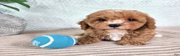 Cavapoo dogs for sale: Chestnut - Ad 1