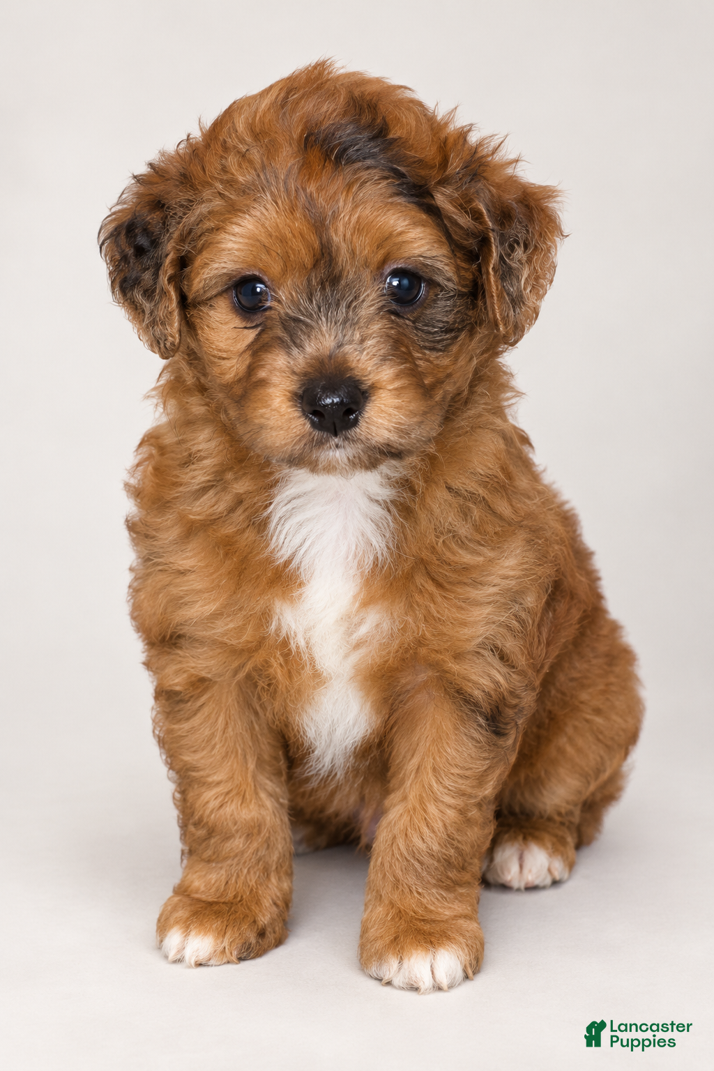 Aussiedoodle dogs for sale: Aussiedoodle 2 - Ad 1
