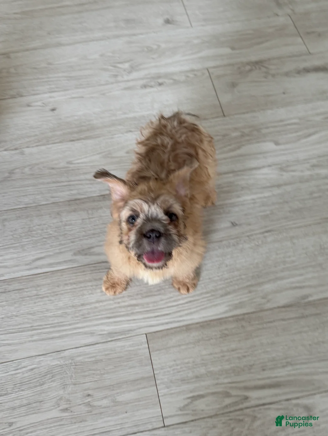 French Bulldog dogs for sale: Monie Love - Ad 2