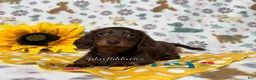 Dachshund dogs for sale:  AKC Chocolate & Tan Long Haired Female Dachshund ALL Clear - Ad 8