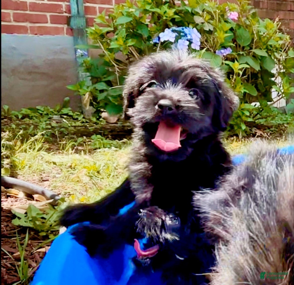 Shorkie dogs Shorkie 1 - Ad 1