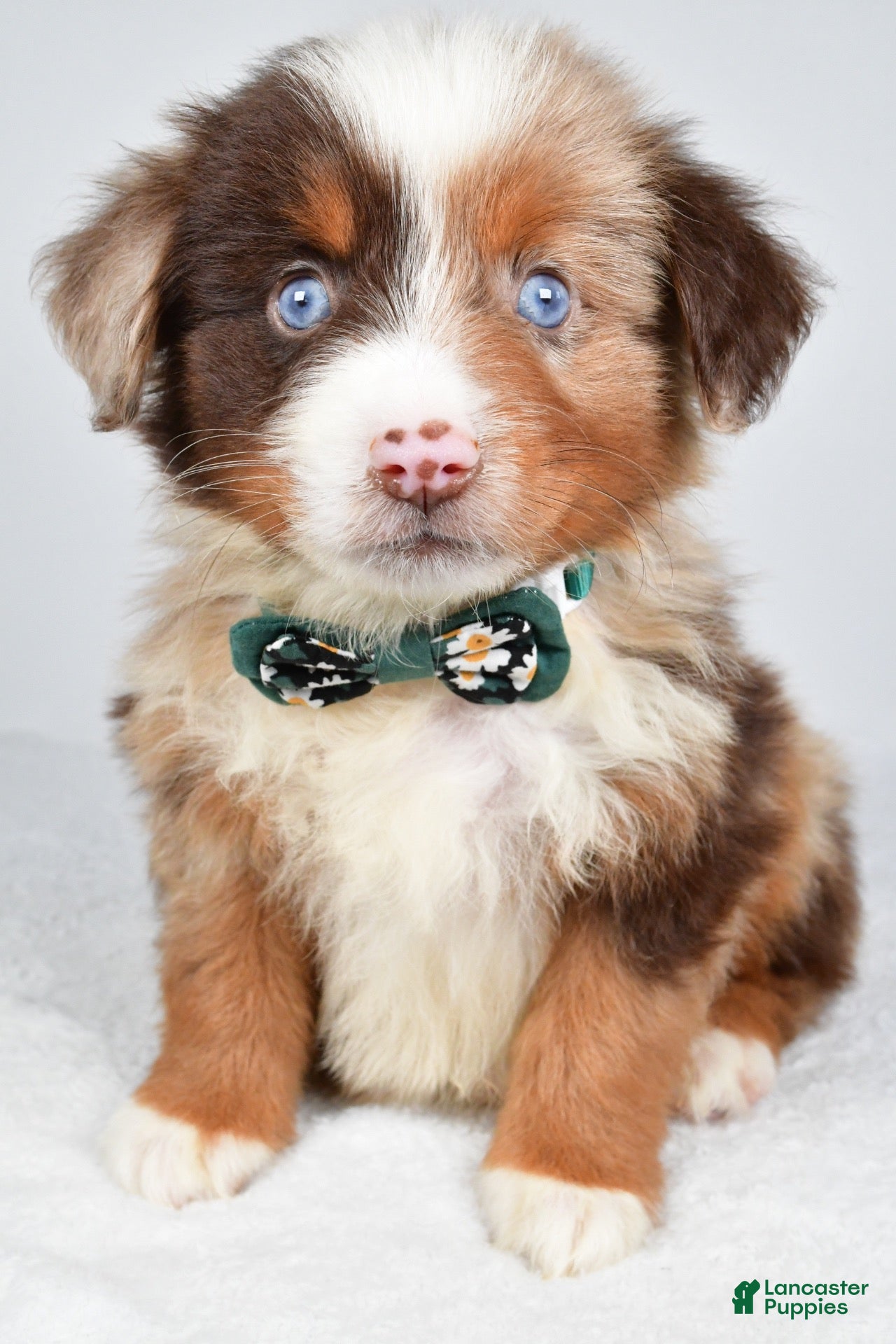 Miniature Australian Shepherd dogs Kyson  - Ad 1