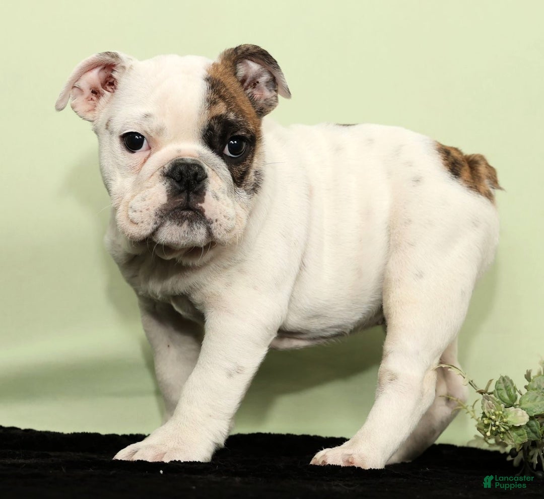 English Bulldog dogs for sale: Holly - Ad 3