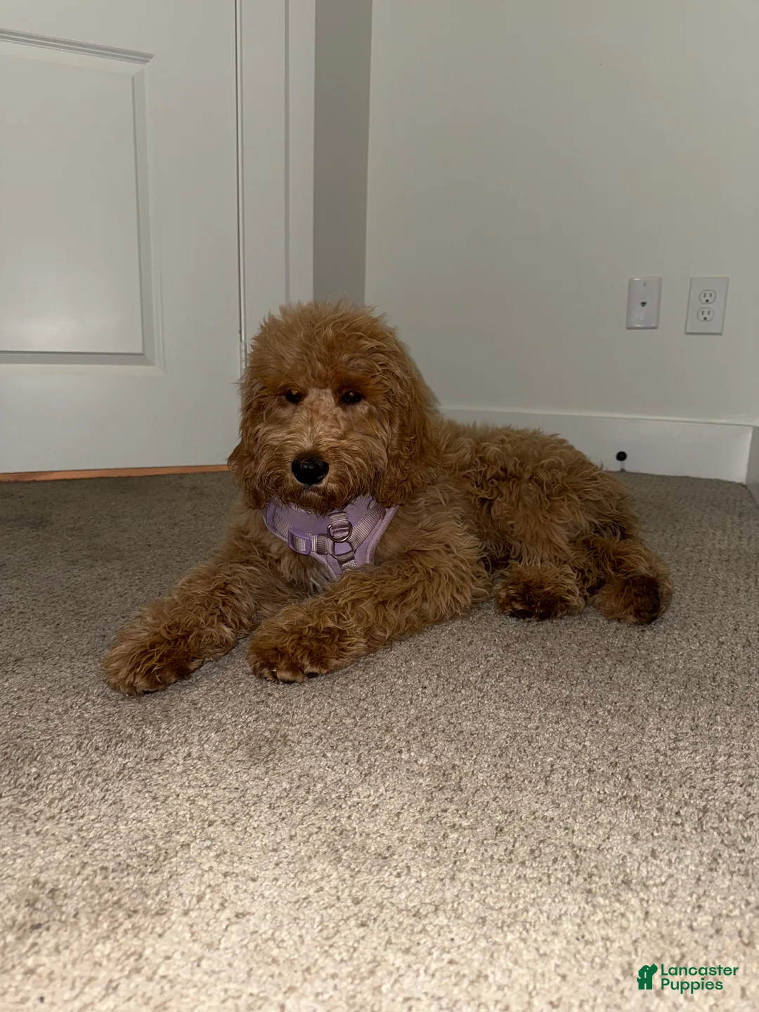 Goldendoodle dogs for sale: Raina - Ad 5