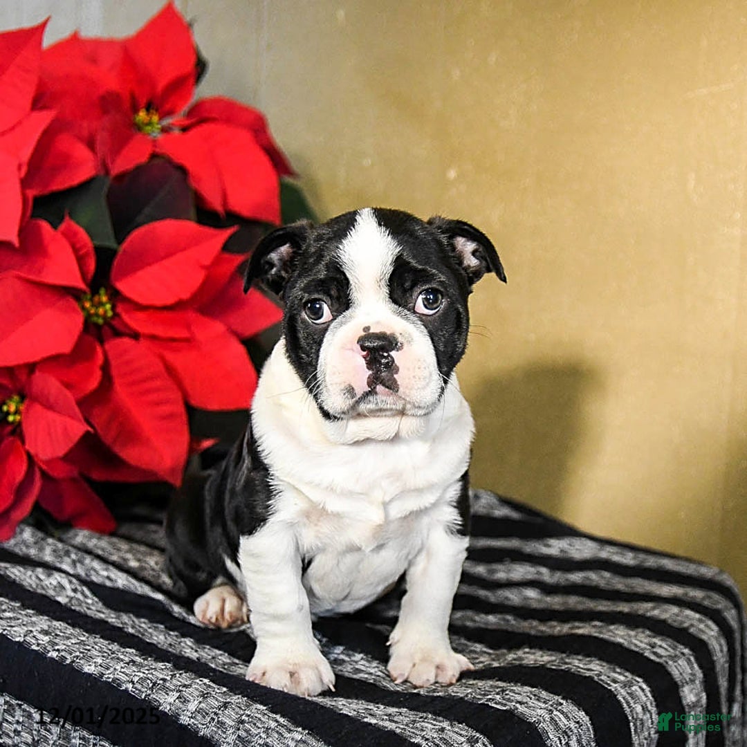 Boston Terrier dogs for sale: Domino - Ad 1
