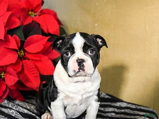 Boston Terrier dogs Domino - Ad 22