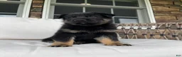 German Shepherd dogs for sale: Murphy - Ad 4
