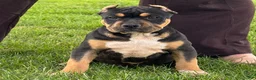 American Bully dogs for sale: Gia - Ad 1