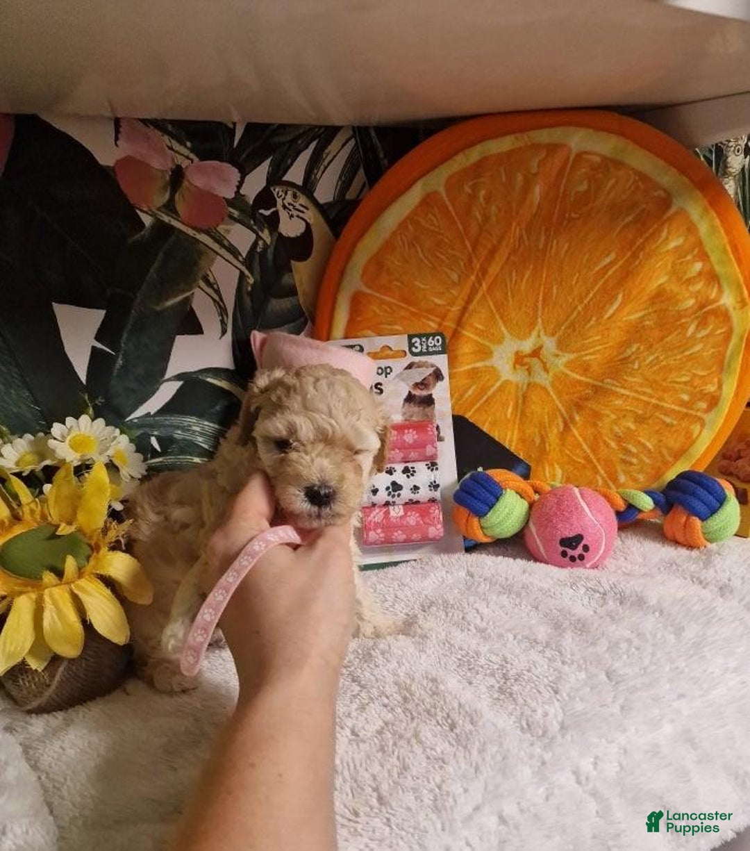Maltipoo dogs for sale: Billy - Ad 9
