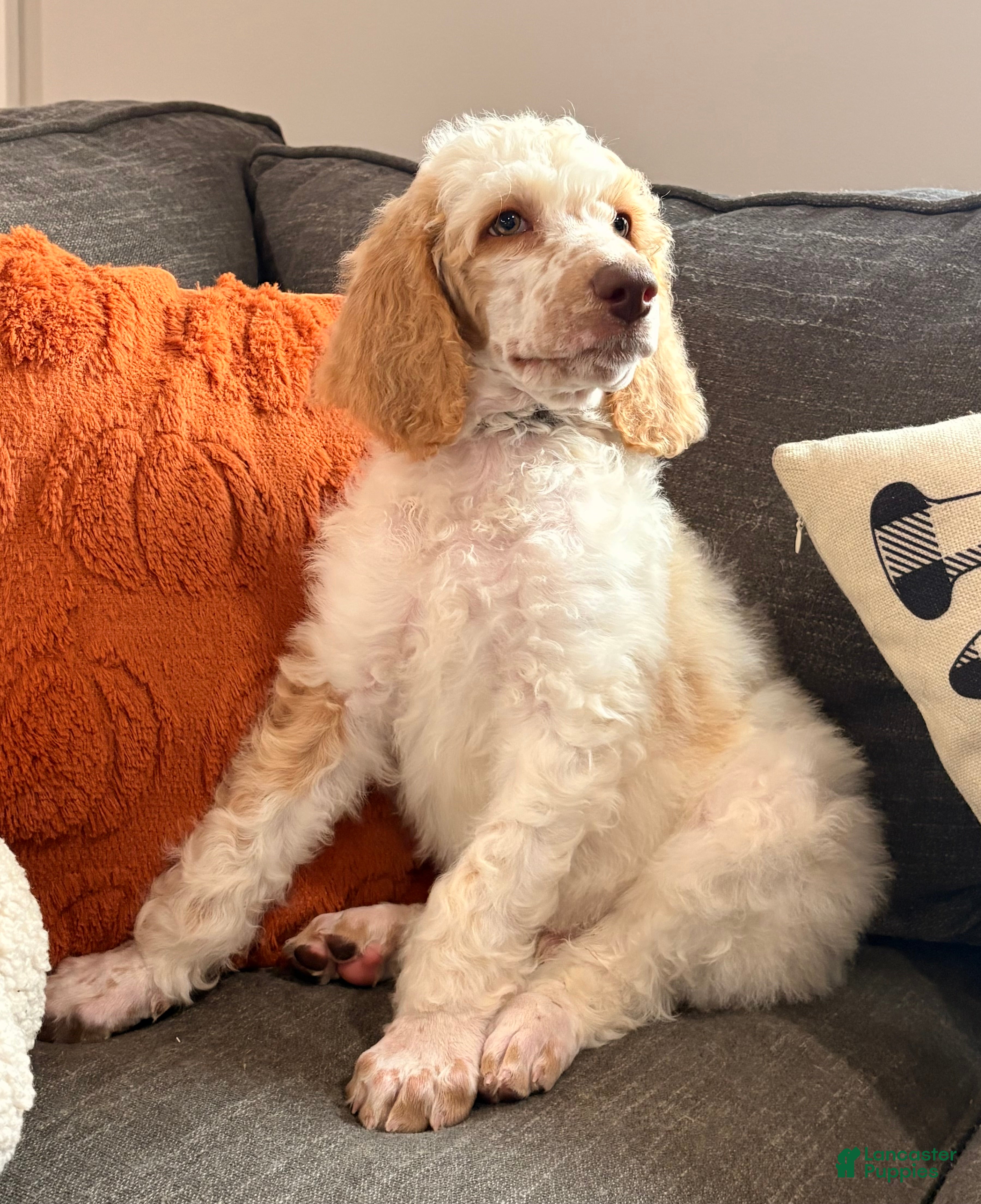 Standard Poodle dogs Patches  - Ad 1