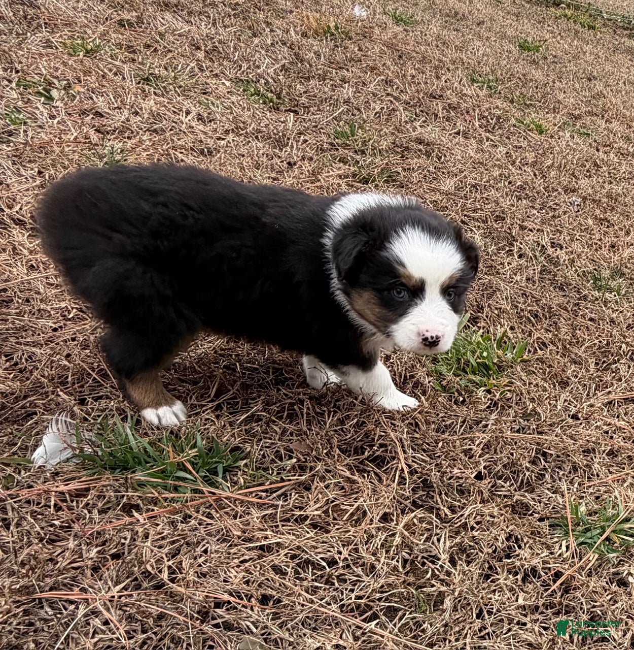 Australian Shepherd dogs Millie - Ad 2