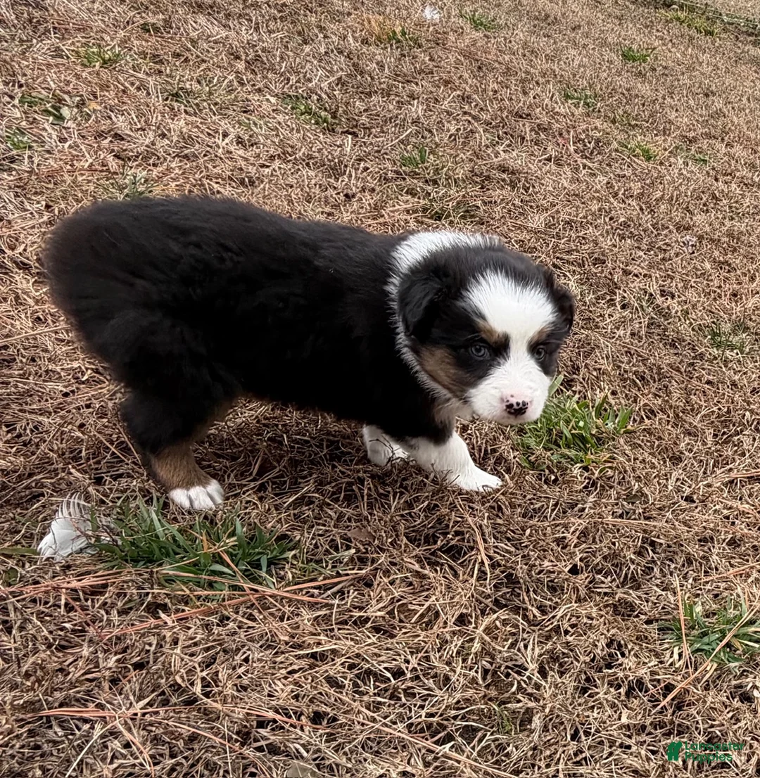 Australian Shepherd dogs for sale: Millie - Ad 2