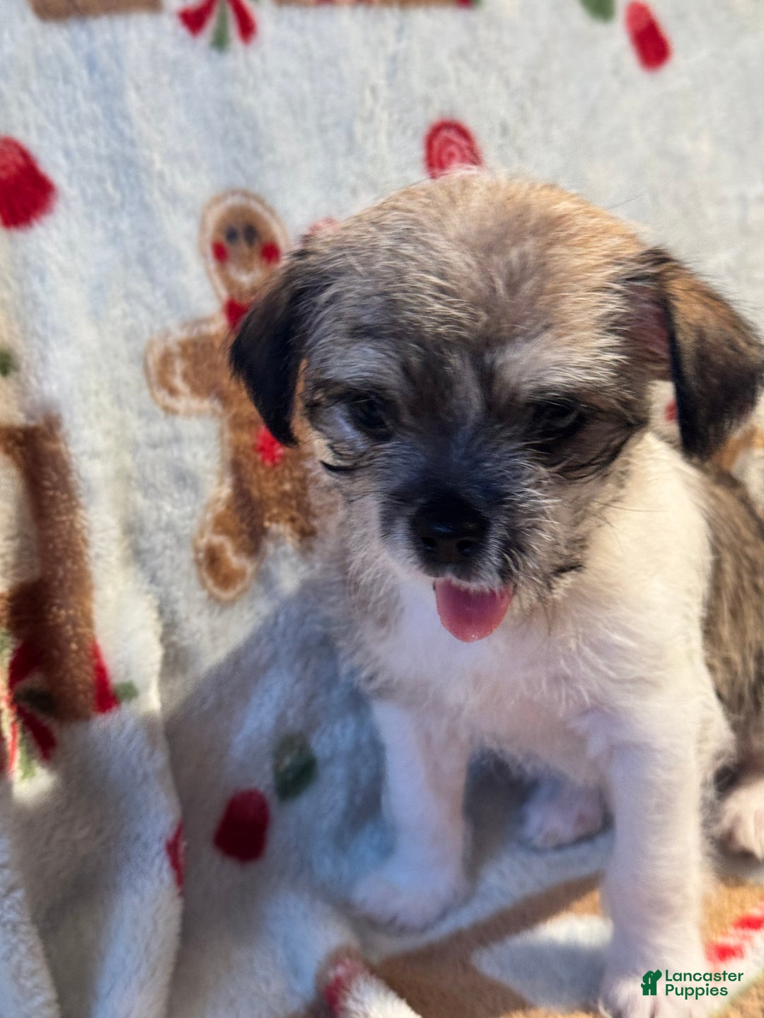 Mixed Breed dogs for sale: Rocky - Ad 3