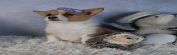 Welsh Corgi Pembroke dogs for sale: Dora - Ad 12