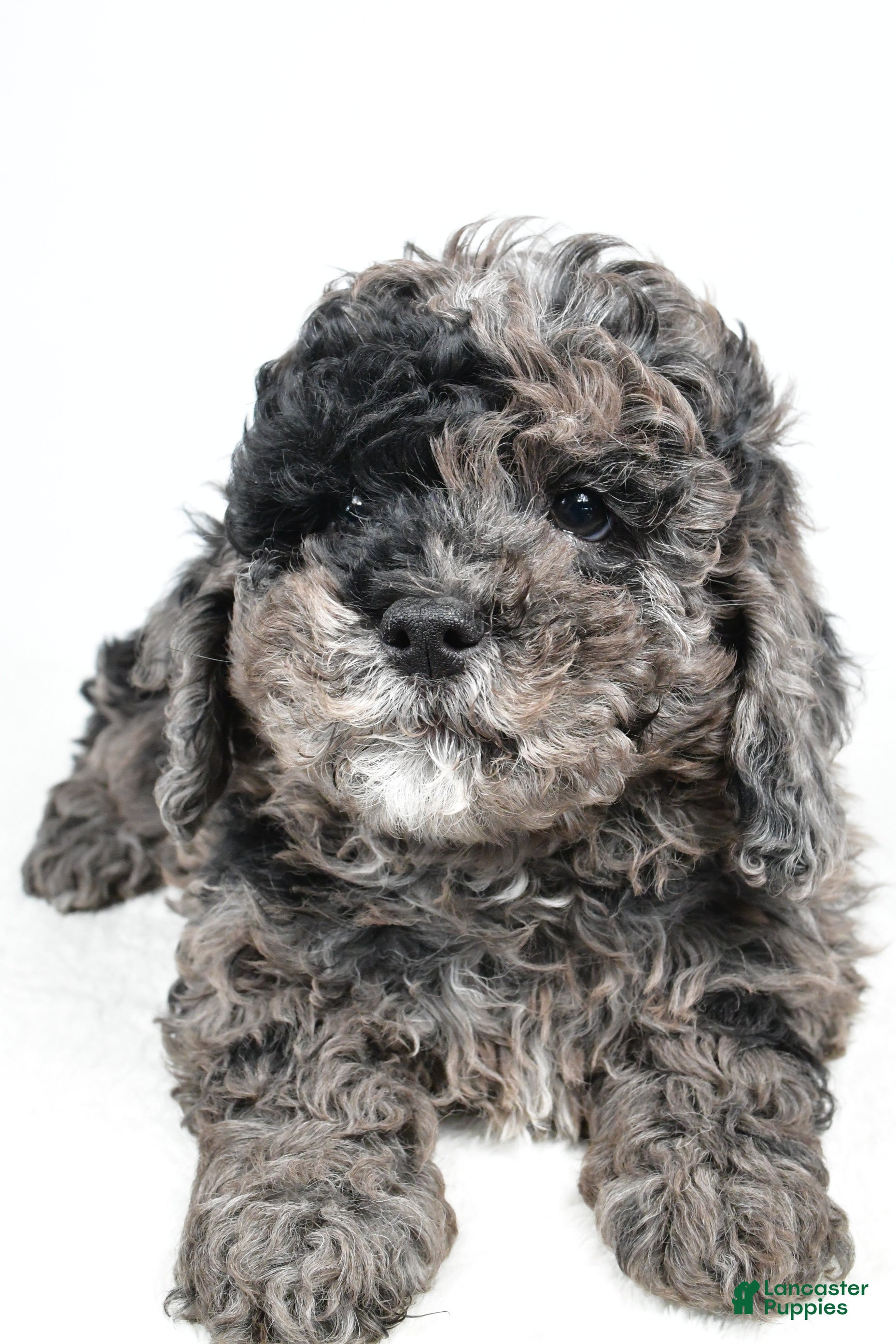 Cockapoo dogs Amber - Ad 2