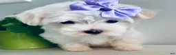 Maltese dogs for sale: Teacup Annie - Ad 8