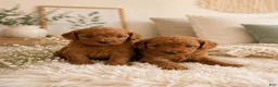 Toy Poodle dogs for sale: Toy Poodle 1 - Ad 3