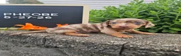 Miniature Dachshund dogs for sale: Phoebe - Ad 8