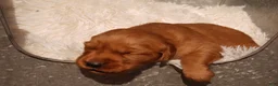 Golden Retriever dogs for sale: Missy - AKC, Genetically Clear - Ad 4