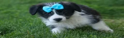 Corgipoo dogs for sale: NELSON - Ad 5