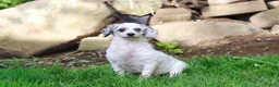 Cavapoo dogs for sale: Missy - Ad 10