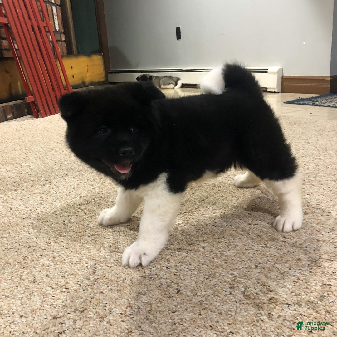 Akita dogs for sale: Miranda - Ad 1