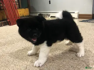 Akita dogs Miranda - Ad 26