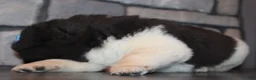 Akita dogs for sale: AKC Luna - Ad 12