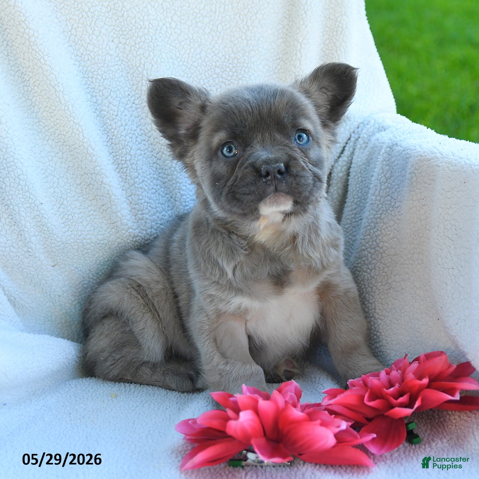French Bulldog dogs Gretel - Ad 1
