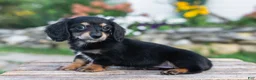 Miniature Dachshund dogs for sale: Lulu - Ad 8