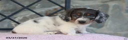 Miniature Dachshund dogs for sale: Frosty - Ad 4