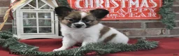 Papillon dogs for sale: Oliver - Ad 19