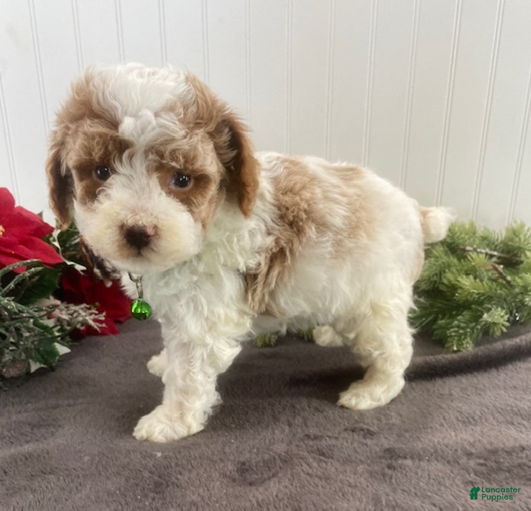 Toy Poodle dogs for sale: Bo - Ad 4