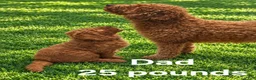 Goldendoodle dogs for sale: Black collar boy - Ad 5