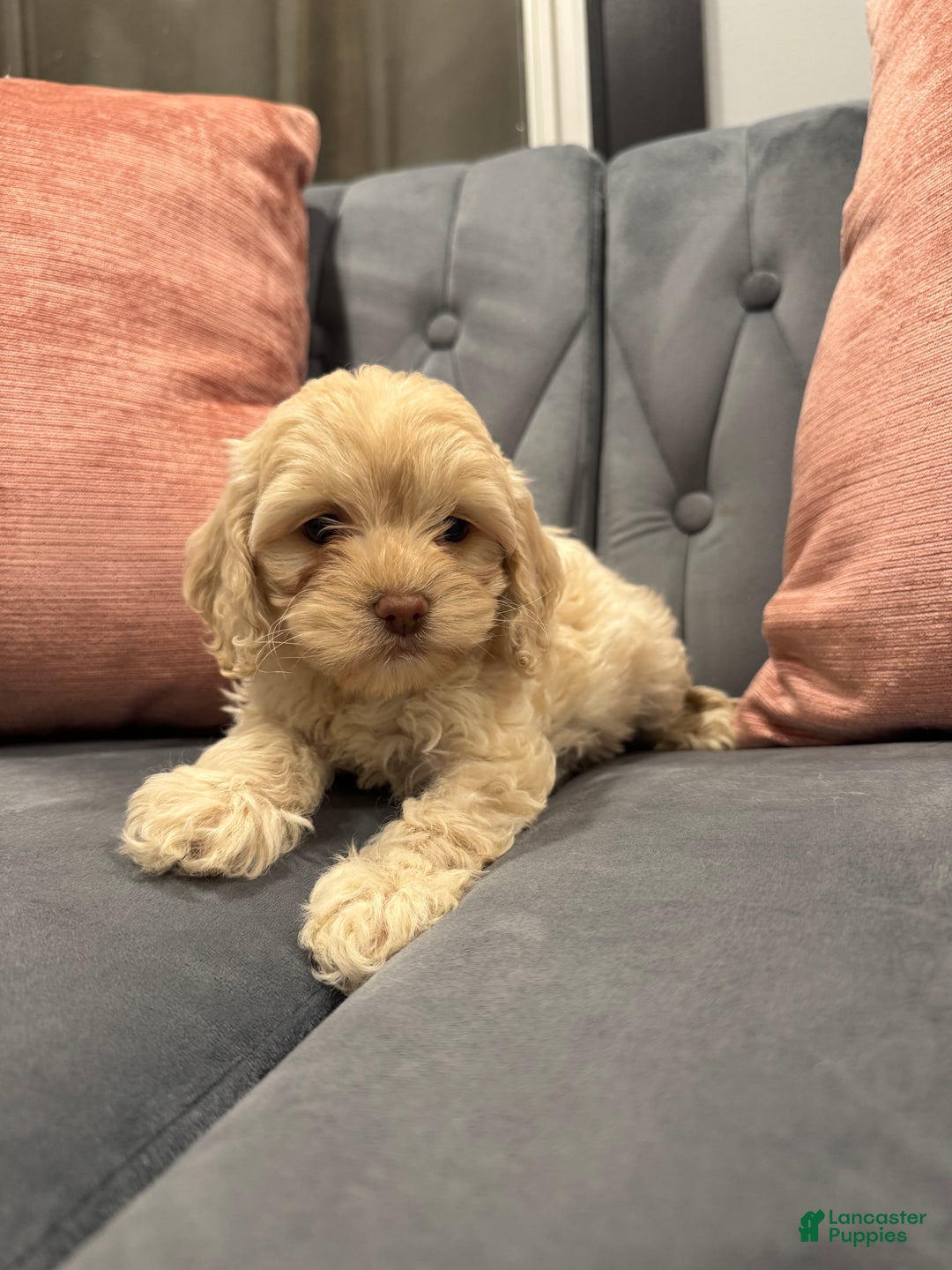 Mini Goldendoodle dogs for sale: Martha - Ad 4
