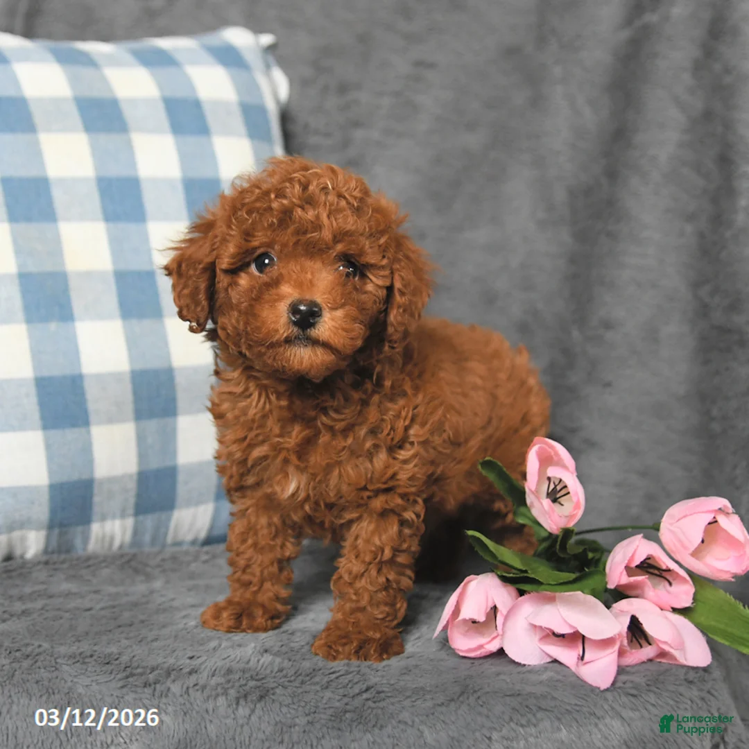 Toy Poodle dogs for sale: Cubby - Ad 1