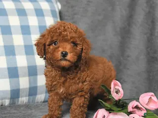 Toy Poodle dogs for sale: Cubby - Ad 1